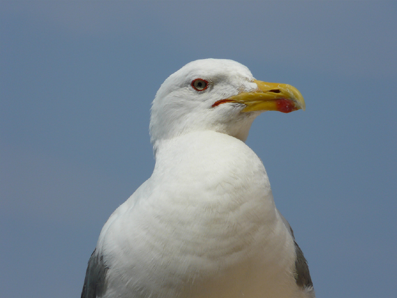 Featured image of post Animal Behavior Unpacked