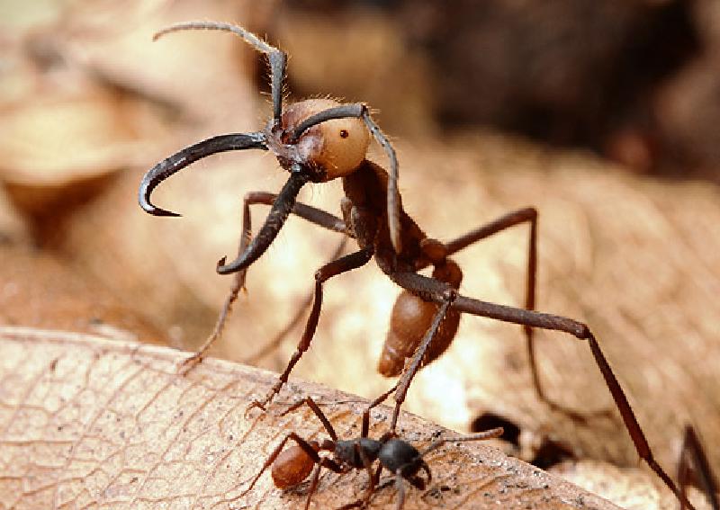 Featured image of post Ants Are Fascinating