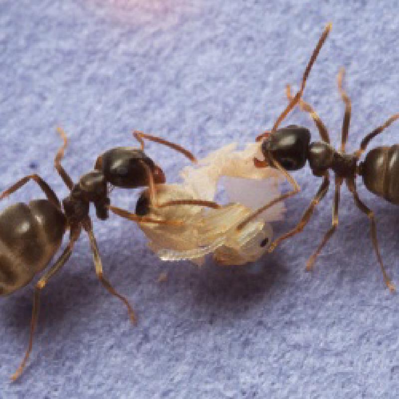 Featured image of post Ants vs. Disease