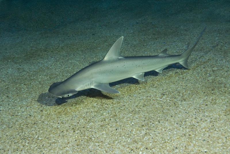 Featured image of post Bonnethead Shark Wonders