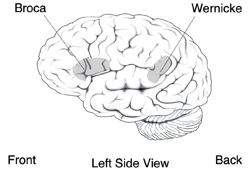 Featured image of post Brain and Speech