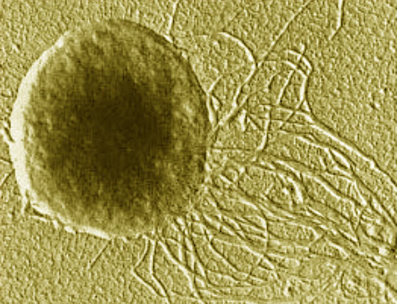 This false-color image shows a cell of thermophilic methanogenic archaea. Image credit: University of California Museum of Paleontology.