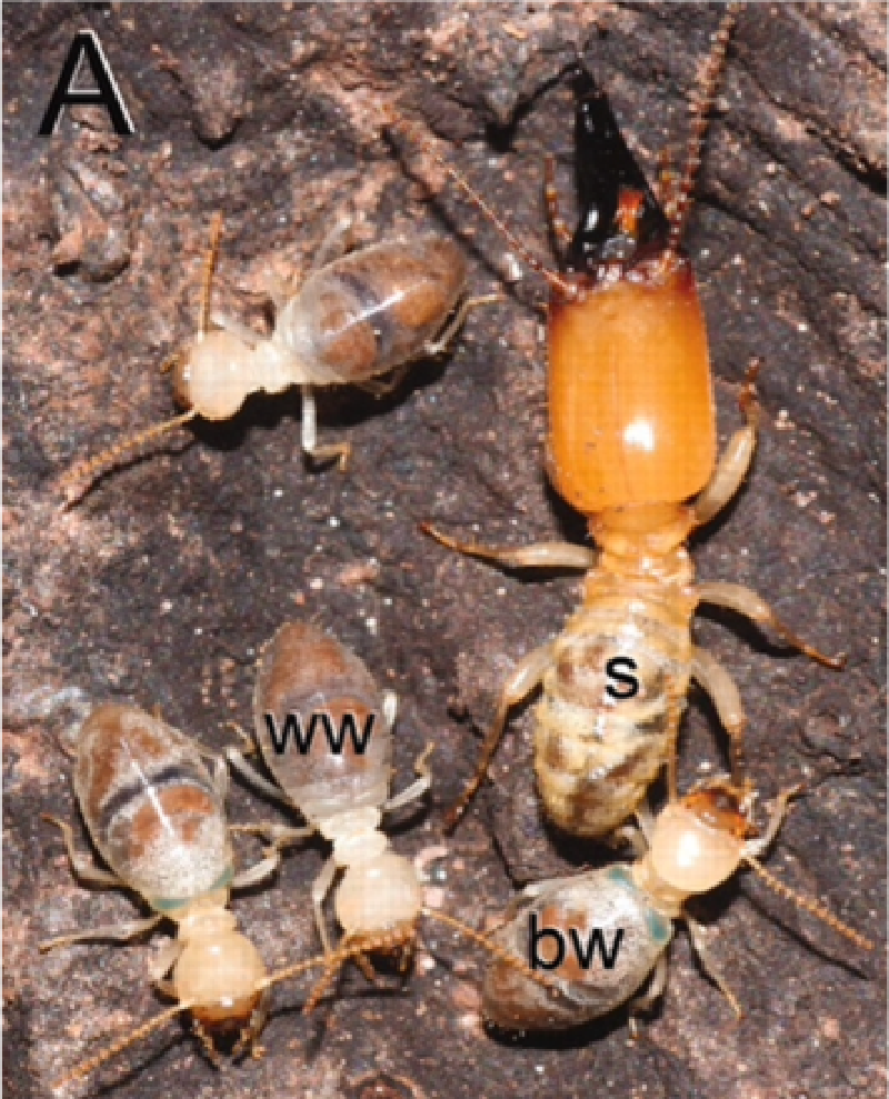 Featured image of post Explosive Elder Termites