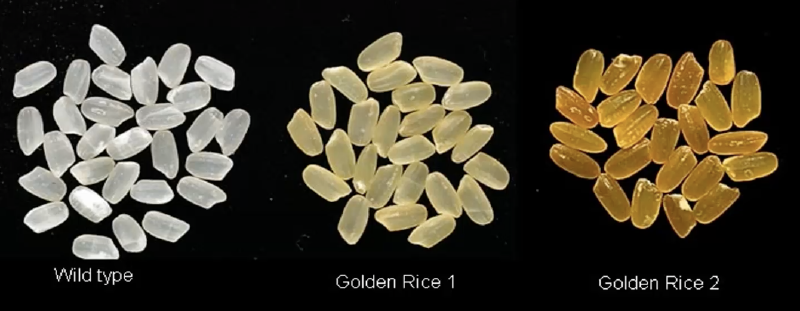 Featured image of post Golden Rice: A Solution