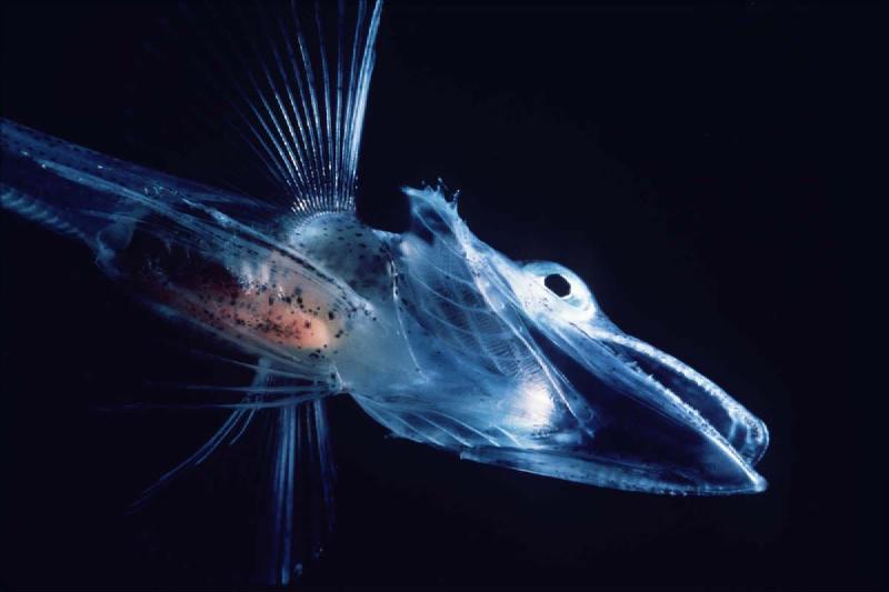 Featured image of post Icefish Adaptations