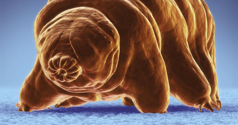 Featured image of post Incredible Tardigrades