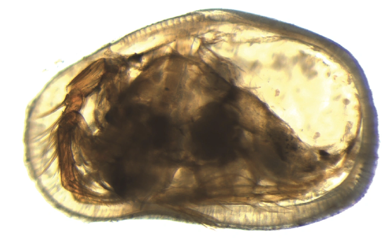 Featured image of post Ostracods and Their Penises