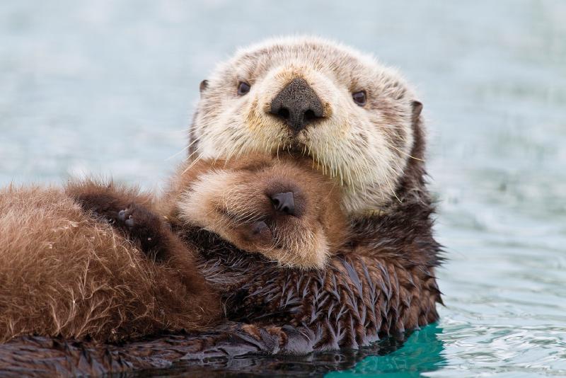 Featured image of post Otterly Adorable Recovery