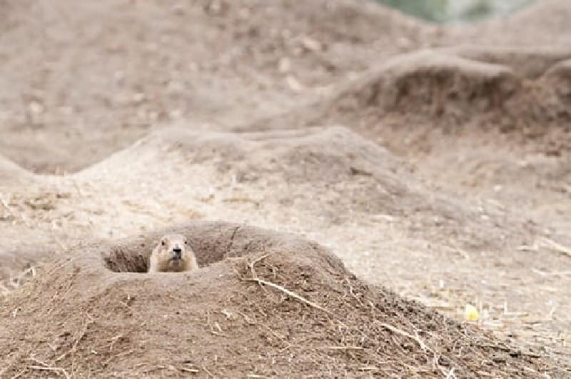 Featured image of post Prairie Dog Engineering