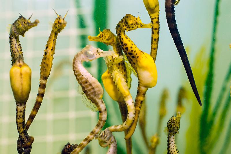 Featured image of post Pregnant Seahorse Males