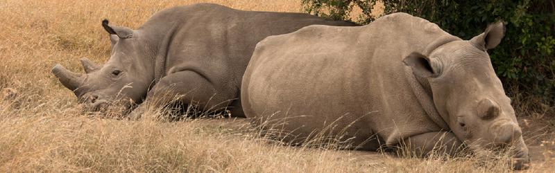 Featured image of post Rhino Revival Hope