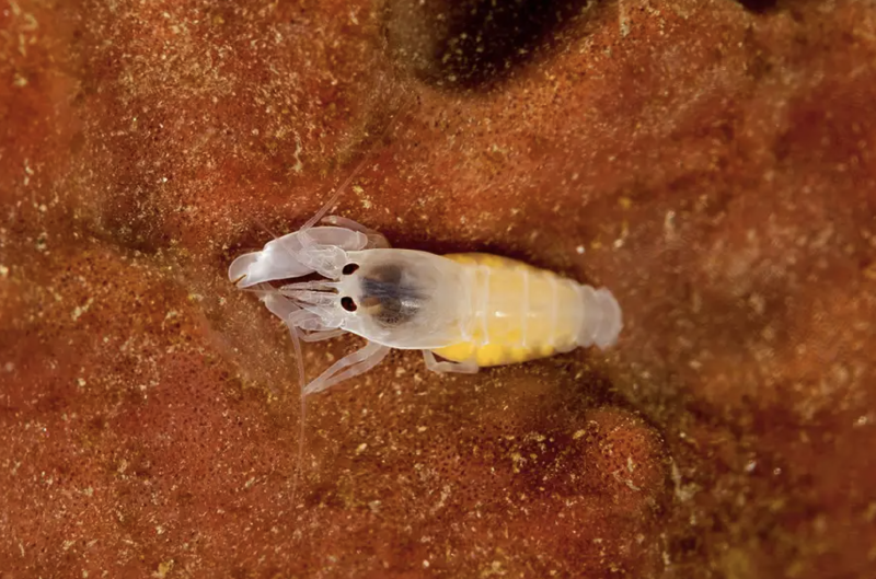 Featured image of post Speedy Snapping Shrimp