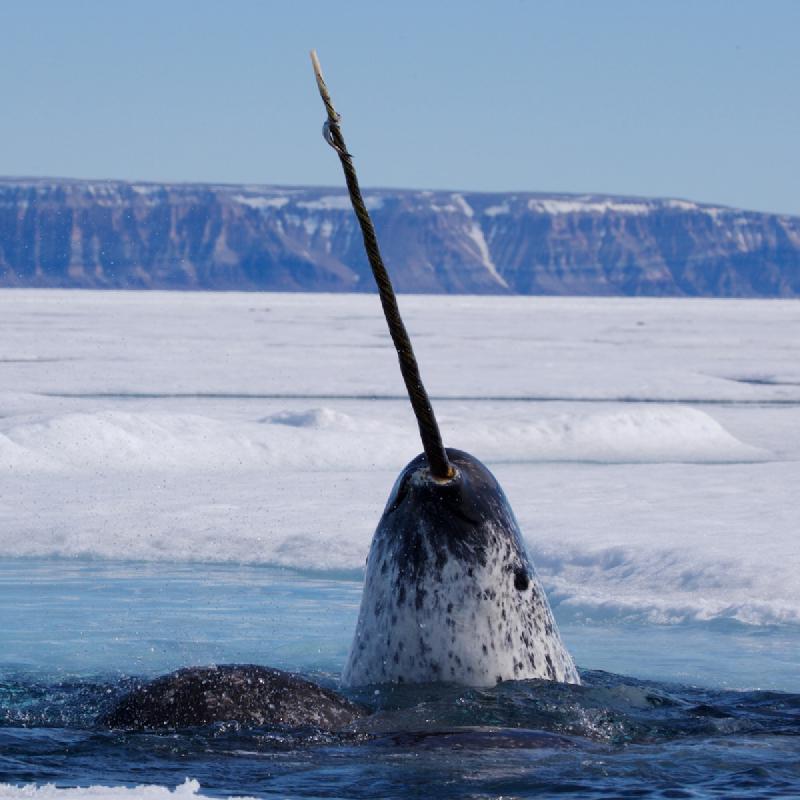 Featured image of post The Truth About Narwhal Tusks