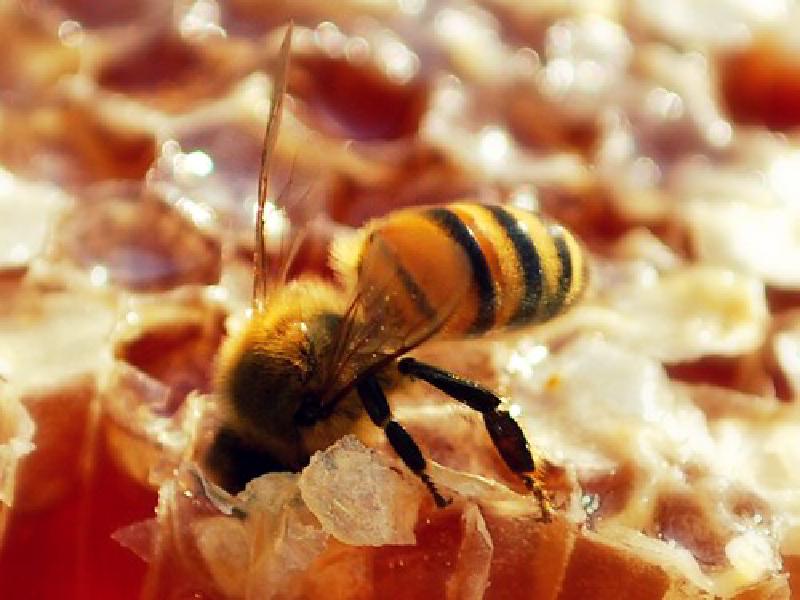 Featured image of post The wild sex lives of bees