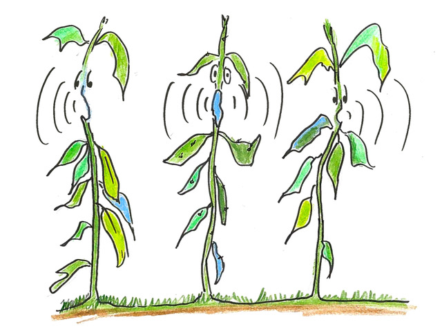 Plants Talk. Plants Listen. Heres How : Krulwich Wonders 