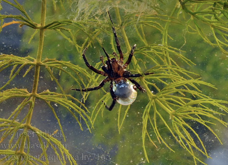 Featured image of post Underwater Spider Wonders