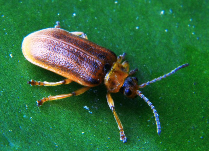 Featured image of post Water Lily Beetle: Speed Demon