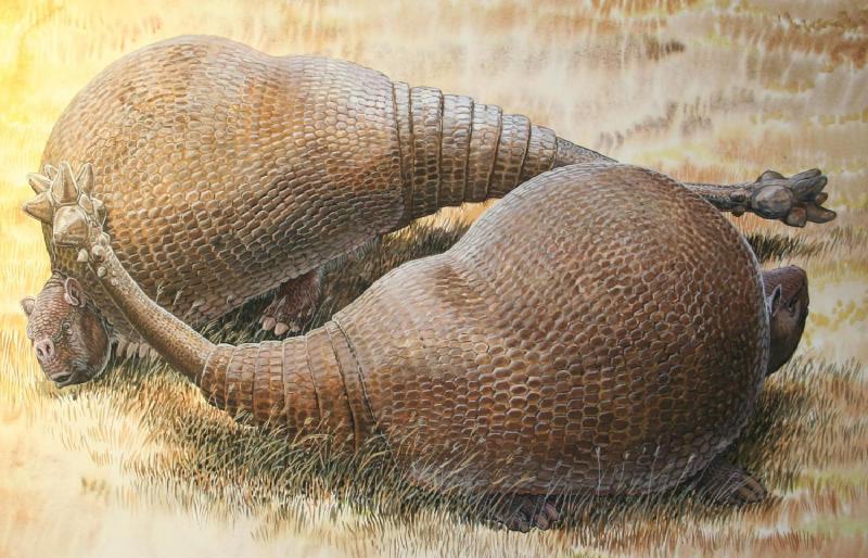 Featured image of post Weird Armadillo Wonders