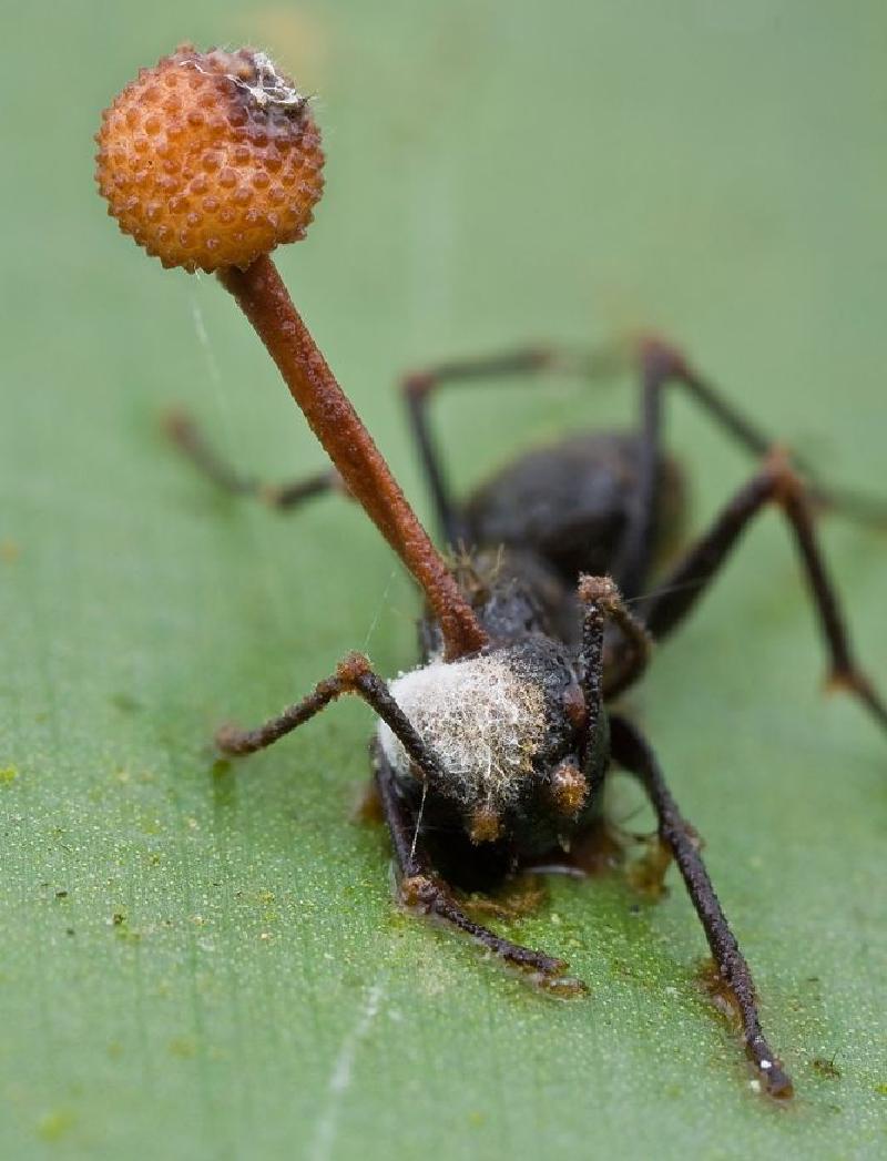 Featured image of post Zombie Ant Fungus